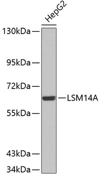 Western blot - LSM14A Polyclonal Antibody 