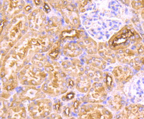 Fig5: Immunohistochemical analysis of paraffin-embedded mouse kidney tissue using anti-MAL antibody. Counter stained with hematoxylin.