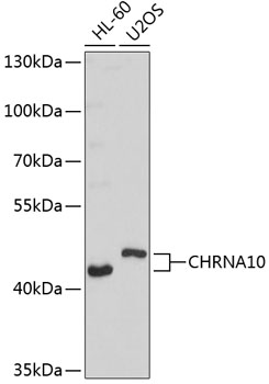 Western blot - CHRNA10 Polyclonal Antibody 