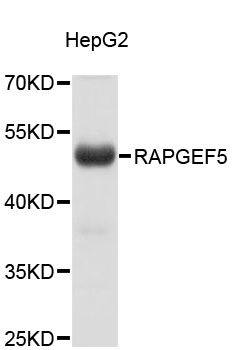 Western blot - RAPGEF5 Polyclonal Antibody 
