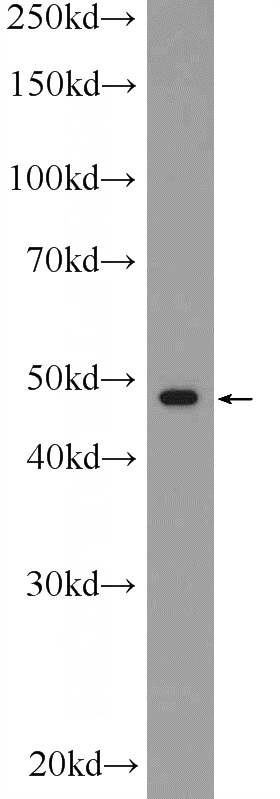 U-937 cells were subjected to SDS PAGE followed by western blot with Catalog No:114466(RAPSN Antibody) at dilution of 1:600