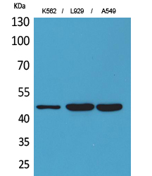 Fig1:; Western Blot analysis of K562, L929, A549 cells using CD158z Polyclonal Antibody.. Secondary antibody（catalog#：HA1001) was diluted at 1:20000