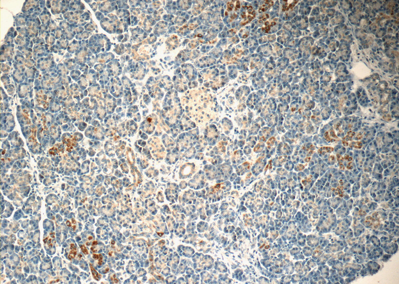 Immunohistochemistry of paraffin-embedded human pancreas tissue slide using Catalog No:110784(FSTL1 Antibody) at dilution of 1:50 (under 10x lens)