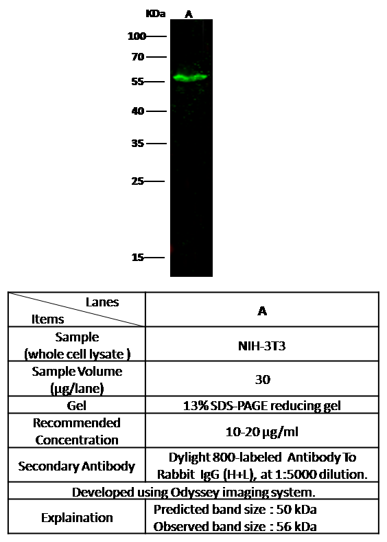 MTSS1 Antibody, Rabbit PAb, Antigen Affinity Purified, Western blot