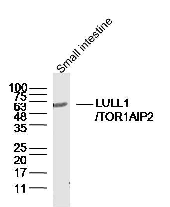 Fig2: Sample: Small intestine (Mouse) Lysate at 40 ug; Primary: Anti-LULL1/TOR1AIP2 at 1/300 dilution; Secondary: IRDye800CW Goat Anti-Rabbit IgG at 1/20000 dilution; Predicted band size: 51kD; Observed band size: 56kD