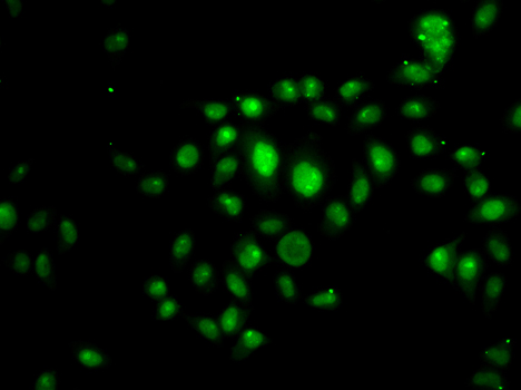 Immunofluorescence - HOXB7 Polyclonal Antibody 
