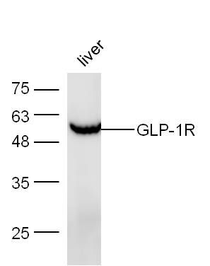 Fig1: Sample: Liver（Mouse） lysate at 30 ug;; Primary: Anti- GLP-1R at 1:300 dilution;; Secondary: HRP conjugated Goat-Anti-rabbit IgG(bs-0295G-HRP) at 1: 5000 dilution;; Predicted band size: 51 kD; Observed band size: 51 kD