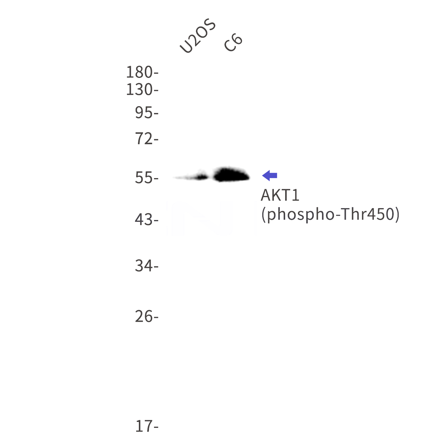 Western blot detection of phospho-AKT1 (Thr450) in U2OS,C6 cell lysates using phospho-AKT1(Thr450) Rabbit mAb(1:1000 diluted).Predicted band size:56kDa.Observed band size:56kDa.