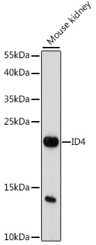 Western blot - ID4 Polyclonal Antibody 