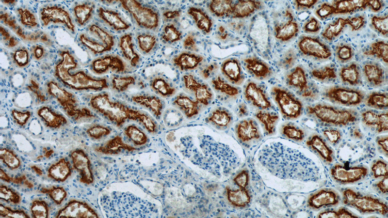 Immunohistochemistry of paraffin-embedded human kidney tissue slide using Catalog No:112898(MUPCDH Antibody) at dilution of 1:400 (under 10x lens)