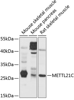 Western blot - METTL21C Polyclonal Antibody 