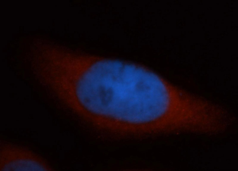 Immunofluorescent analysis of MCF-7 cells, using DNAJB4 antibody Catalog No:110095 at 1:50 dilution and Rhodamine-labeled goat anti-rabbit IgG (red). Blue pseudocolor = DAPI (fluorescent DNA dye).