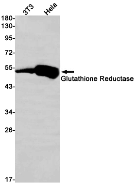 Western blot detection of Glutathione Reductase in 3T3,Hela cell lysates using Glutathione Reductase Rabbit pAb(1:1000 diluted).Predicted band size:56kDa.Observed band size:51kDa.