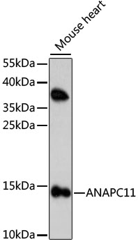 Western blot - ANAPC11 Polyclonal Antibody 