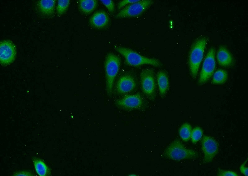 Immunofluorescent analysis of PC-3 cells using Catalog No:116940(ZMPSTE24 Antibody) at dilution of 1:25 and Alexa Fluor 488-congugated AffiniPure Goat Anti-Rabbit IgG(H+L)