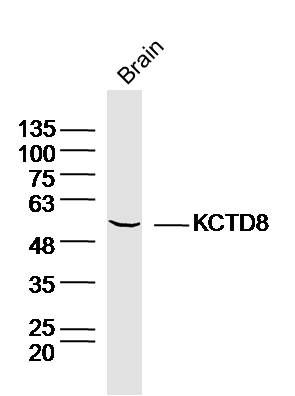 Fig2: Sample: Brain (Mouse) Lysate at 40 ug; Primary: Anti-KCTD8 at 1/300 dilution; Secondary: IRDye800CW Goat Anti-Rabbit IgG at 1/20000 dilution; Predicted band size: 52kD; Observed band size: 52kD