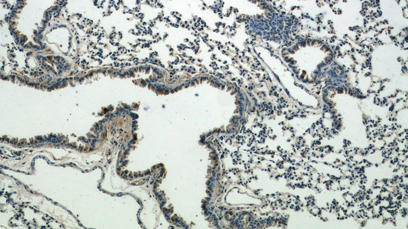 Immunohistochemical of paraffin-embedded mouse lung using Catalog No:108881(CASP9 antibody) at dilution of 1:25 (under 10x lens)