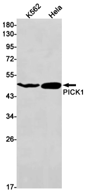 Western blot detection of PICK1 in K562,Hela cell lysates using PICK1 Rabbit mAb(1:1000 diluted).Predicted band size:47kDa.Observed band size:50kDa.