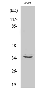 Fig1:; Western Blot analysis of various cells using GPR82 Polyclonal Antibody