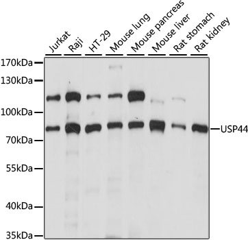 Western blot - USP44 Polyclonal Antibody 