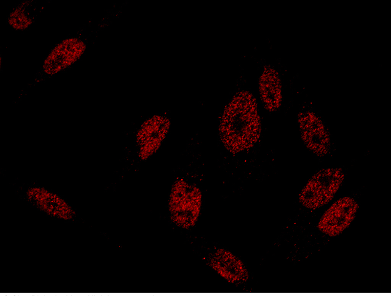 GATA2 Antibody, Rabbit PAb, Antigen Affinity Purified, Immunofluorescence