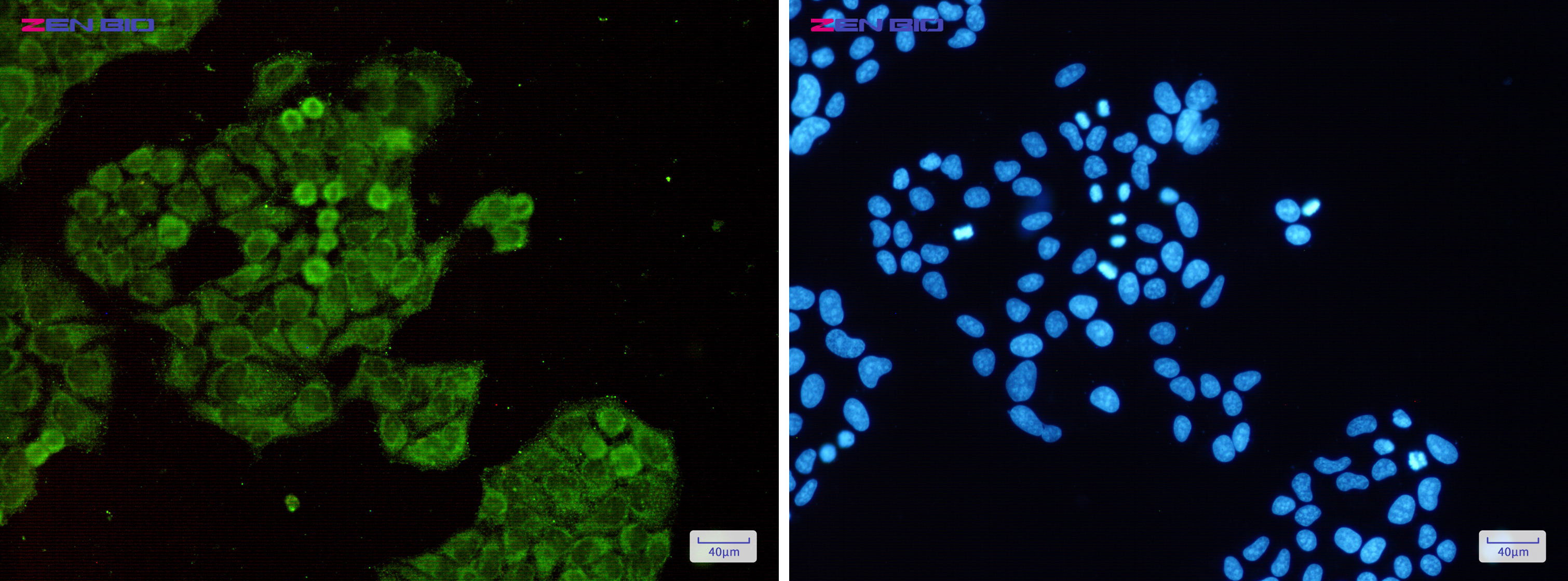 Immunocytochemistry of Dnmt1(green) in Hela cells using Dnmt1 Rabbit pAb at dilution 1/50, and DAPI(blue)