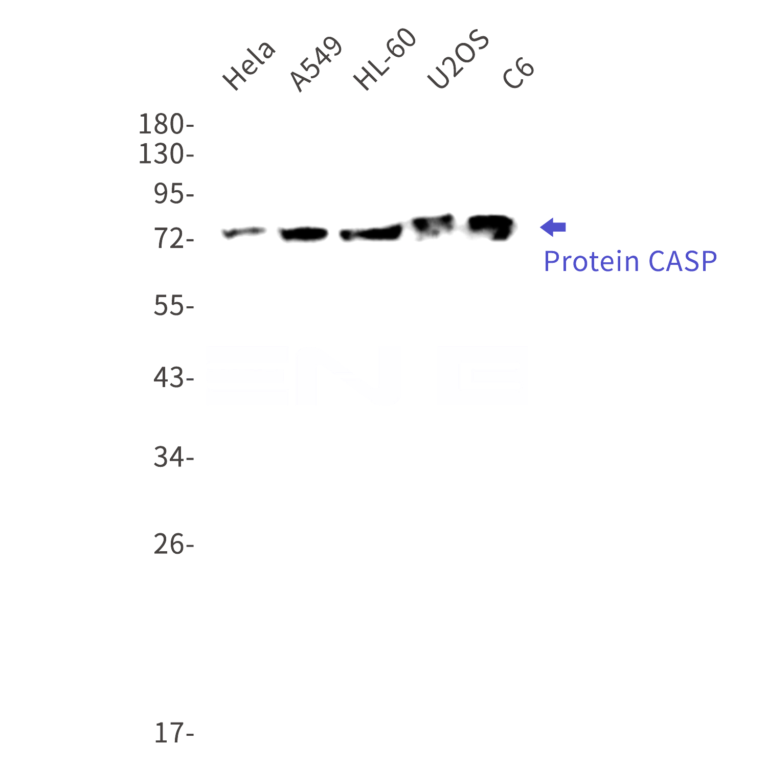Western blot detection of Protein CASP in Hela,A549,HL-60,U2OS,C6 cell lysates using Protein CASP Rabbit mAb(1:1000 diluted).Predicted band size:78kDa.Observed band size:78kDa.