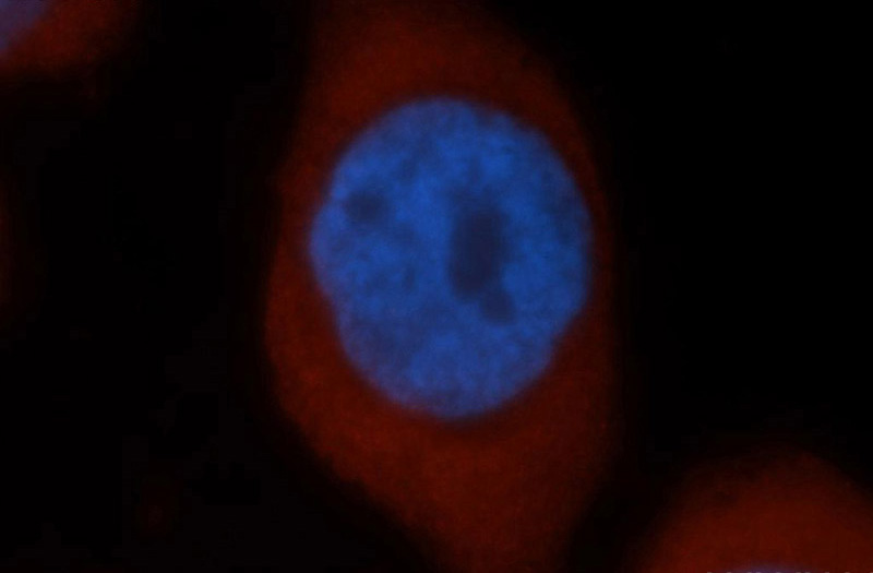 Immunofluorescent analysis of Hela cells, using PRDX6 antibody Catalog No:114178 at 1:50 dilution and Rhodamine-labeled goat anti-rabbit IgG (red). Blue pseudocolor = DAPI (fluorescent DNA dye).