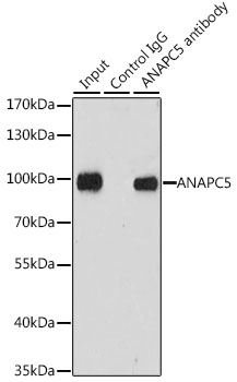 Immunoprecipitation - ANAPC5 Polyclonal Antibody 