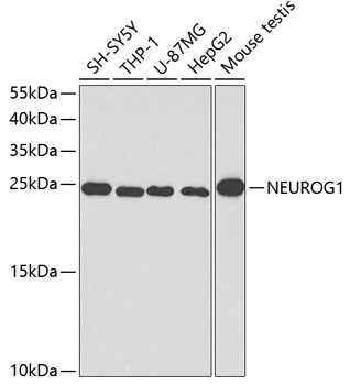Western blot - NEUROG1 Polyclonal Antibody 