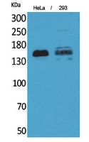 Fig1:; Western Blot analysis of HeLa, 293 cells using CD148 Polyclonal Antibody.. Secondary antibody（catalog#: HA1001) was diluted at 1:20000 cells nucleus extracted by Minute TM Cytoplasmic and Nuclear Fractionation kit (SC-003,Inventbiotech,MN,USA).