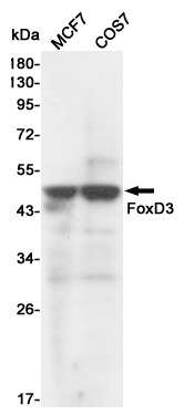 Western blot detection of FoxD3 in MCF7 and COS7 cell lysates using FoxD3 mouse mAb (1:1000 diluted).Predicted band size:48KDa.Observed band size:48KDa.