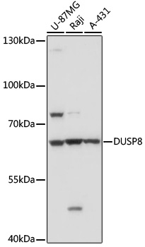 Western blot - DUSP8 Polyclonal Antibody 