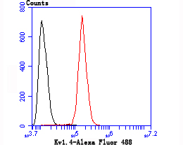 Fig6: Flow cytometric analysis of SH-SY5Y cells with Kv1.4 antibody at 1/50 dilution (red) compared with an unlabelled control (cells without incubation with primary antibody; black). Alexa Fluor 488-conjugated goat anti rabbit IgG was used as the secondary antibody.