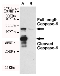 Western blot detection of Caspase-9 in CHO-K1 cell lysate(B) and CHO-K1 transfected by Caspase-9(A) cell lysate using Caspase-9 mouse mAb (1:1000 diluted).Predicted band size:49/37KDa.Observed band size:49/37KDa.