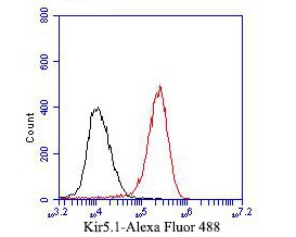 Fig4: Flow cytometric analysis of Kir5.1 was done on 293 cells. The cells were fixed, permeabilized and stained with the primary antibody ( 1/50) (red). After incubation of the primary antibody at room temperature for an hour, the cells were stained with a Alexa Fluor 488-conjugated Goat anti-Rabbit IgG Secondary antibody at 1/1000 dilution for 30 minutes.Unlabelled sample was used as a control (cells without incubation with primary antibody; black).