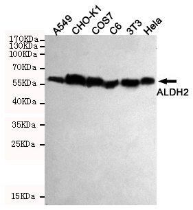 Western blot detection of ALDH2 in Hela,3T3,C6,COS7,CHO-K1 and A549 cell lysates using ALDH2 mouse mAb (1:1000 diluted).Predicted band size:56KDa.Observed band size:56KDa.