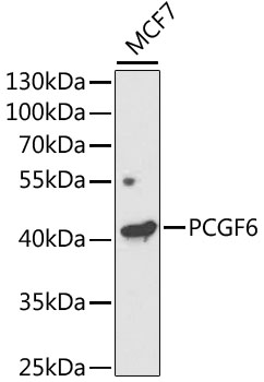 Western blot - PCGF6 Polyclonal Antibody 