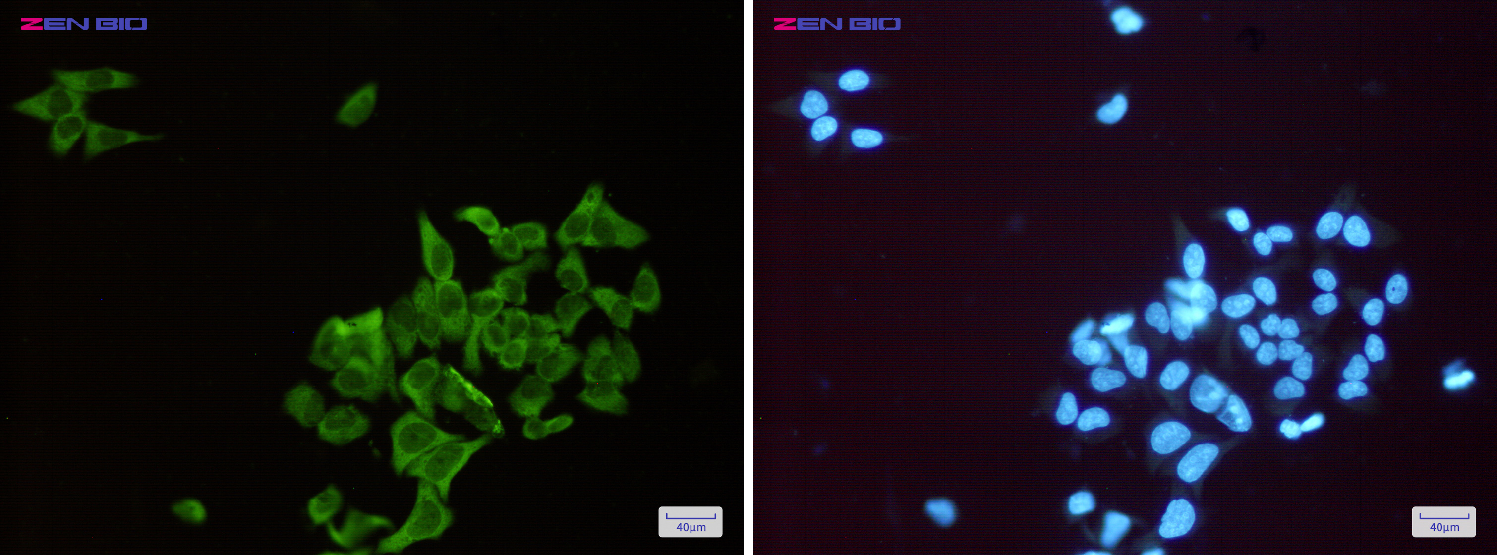 Immunocytochemistry of ENO1(green) in Hela cells using ENO1 Rabbit mAb at dilution 1/50, and DAPI(blue)