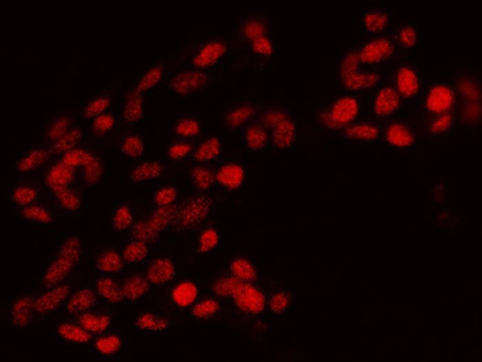 OLIG1 Antibody, Rabbit PAb, Antigen Affinity Purified, Immunofluorescence