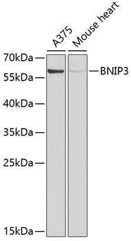 Western blot - BNIP3 Polyclonal Antibody 