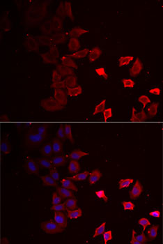 Immunofluorescence - P2RX4 Polyclonal Antibody 