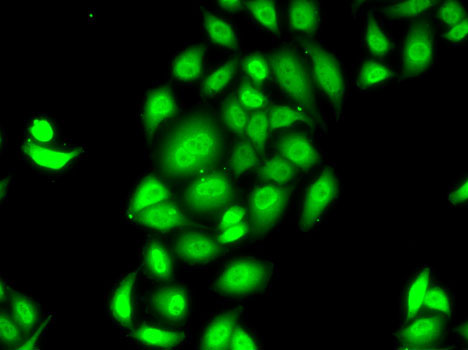 Immunofluorescence - SPDEF Polyclonal Antibody 