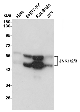 Western blot analysis of JNK1/2/3 expression in Hela,SHSY-5Y,Rat Brain and 3T3 cell lysates using JNK1/2/3 antibody at 1/1000 dilution.Predicted band size:48KDa.Observed band size:46,54KDa.