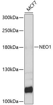 Western blot - NEO1 Polyclonal Antibody 