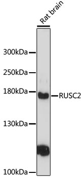 Western blot - RUSC2 Polyclonal Antibody 