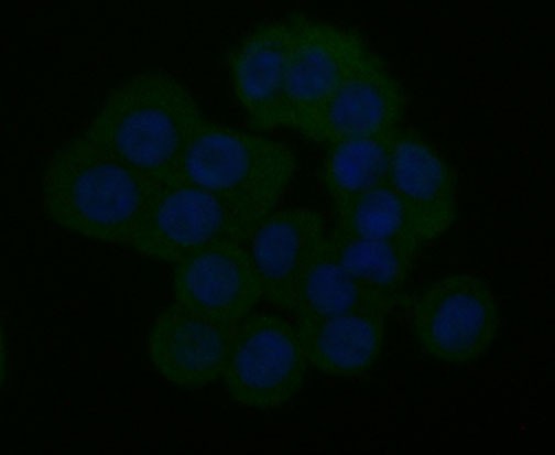 Fig3: ICC staining ITPR2 in HT-29 cells (green). The nuclear counter stain is DAPI (blue). Cells were fixed in paraformaldehyde, permeabilised with 0.25% Triton X100/PBS.