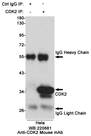 Immunoprecipitation analysis of Hela cell lysates using CDK2 mouse mAb.