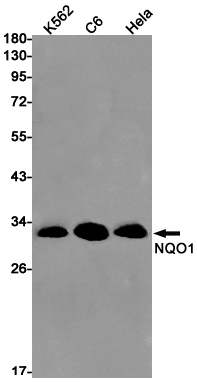 Western blot detection of NQO1 in K562,C6,Hela cell lysates using NQO1 Rabbit pAb(1:1000 diluted).Predicted band size:31kDa.Observed band size:31kDa.