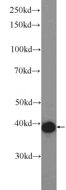 NIH/3T3 cells were subjected to SDS PAGE followed by western blot with Catalog No:108114(AP1,JUN,P39 Antibody) at dilution of 1:600